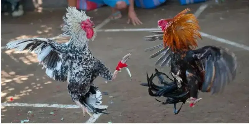 Yếu tố kinh nghiệm và lịch sử thi đấu của chiến kê