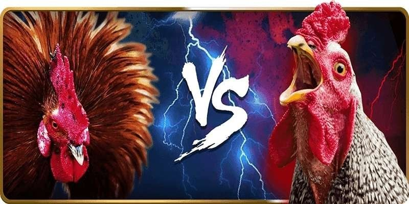 Cách quan sát và chọn kèo đá gà theo diễn biến trận đấu