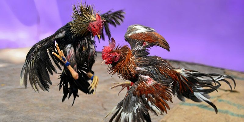 Một số tiêu chí chọn cặp đấu đá gà cựa dao dễ quan sát