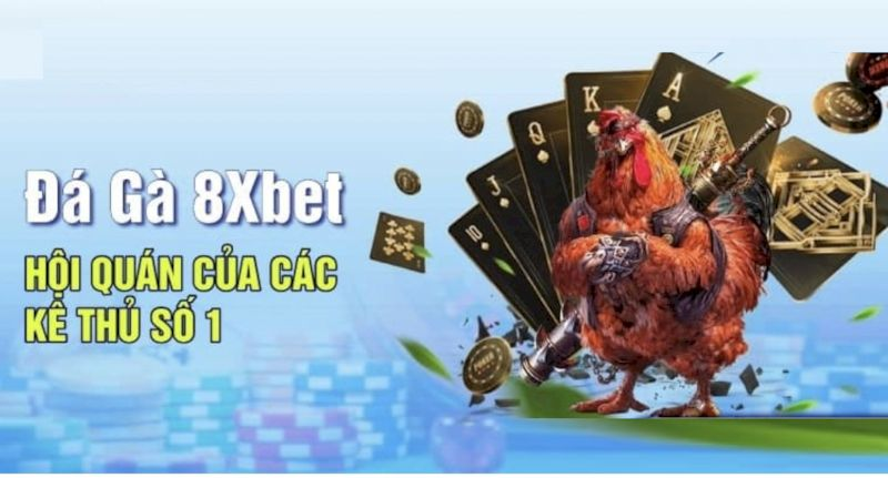 Trải nghiệm xem live đá gà gắn liền với nhịp kèo trực tiếp