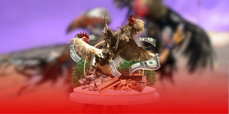 Cách đọc kèo đá gà cựa sắt dựa trên từng tướng gà