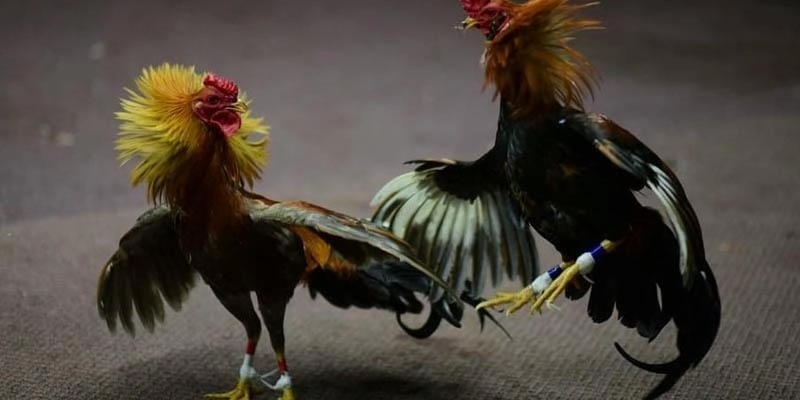 Độ lì ảnh hưởng lớn đến kết cục trận đá gà Thomo